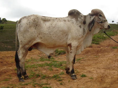 Sumauma Falcão